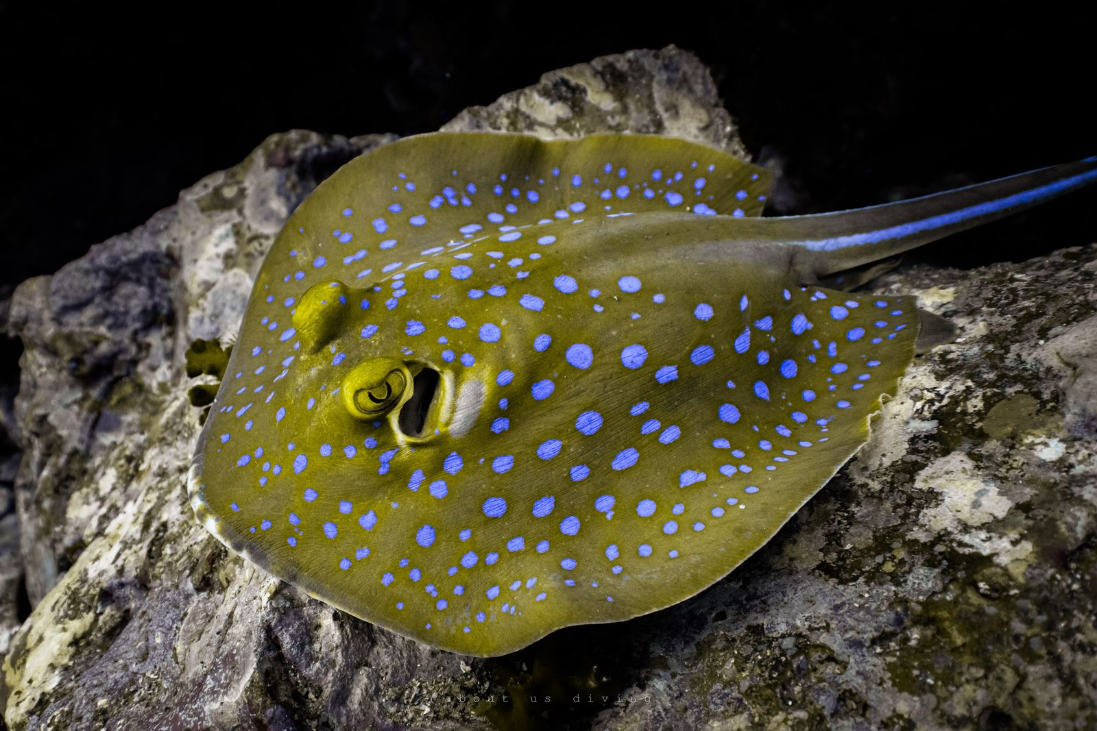 Aow Leuk, Koh Tao