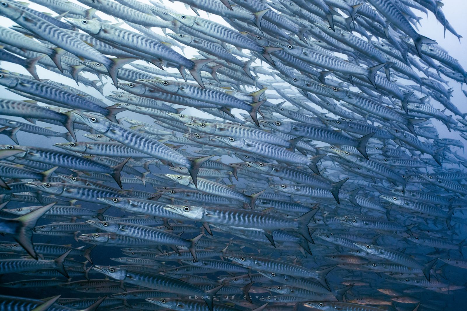 Chumphon Pinnacle, Koh Tao