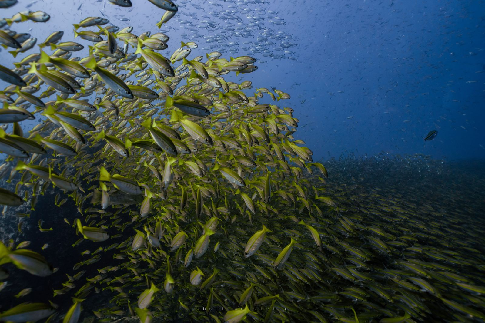 Hin Wong Pinnacle, Koh Tao