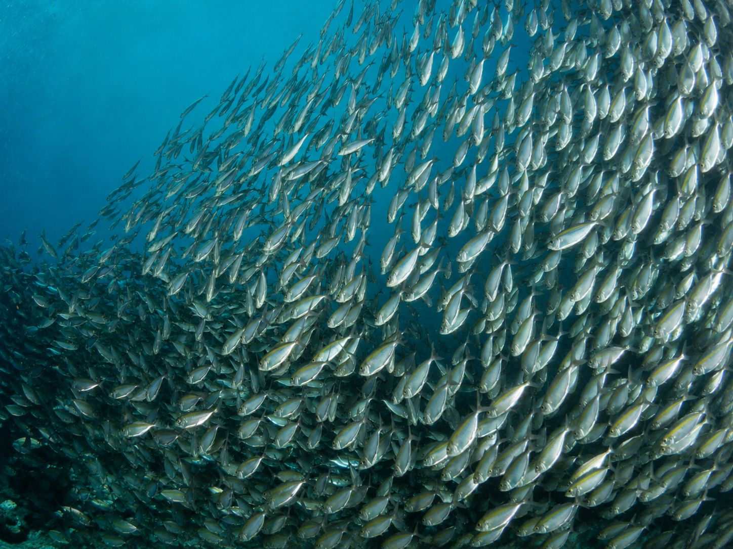 Koh Tao Dive Sites, Koh Tao