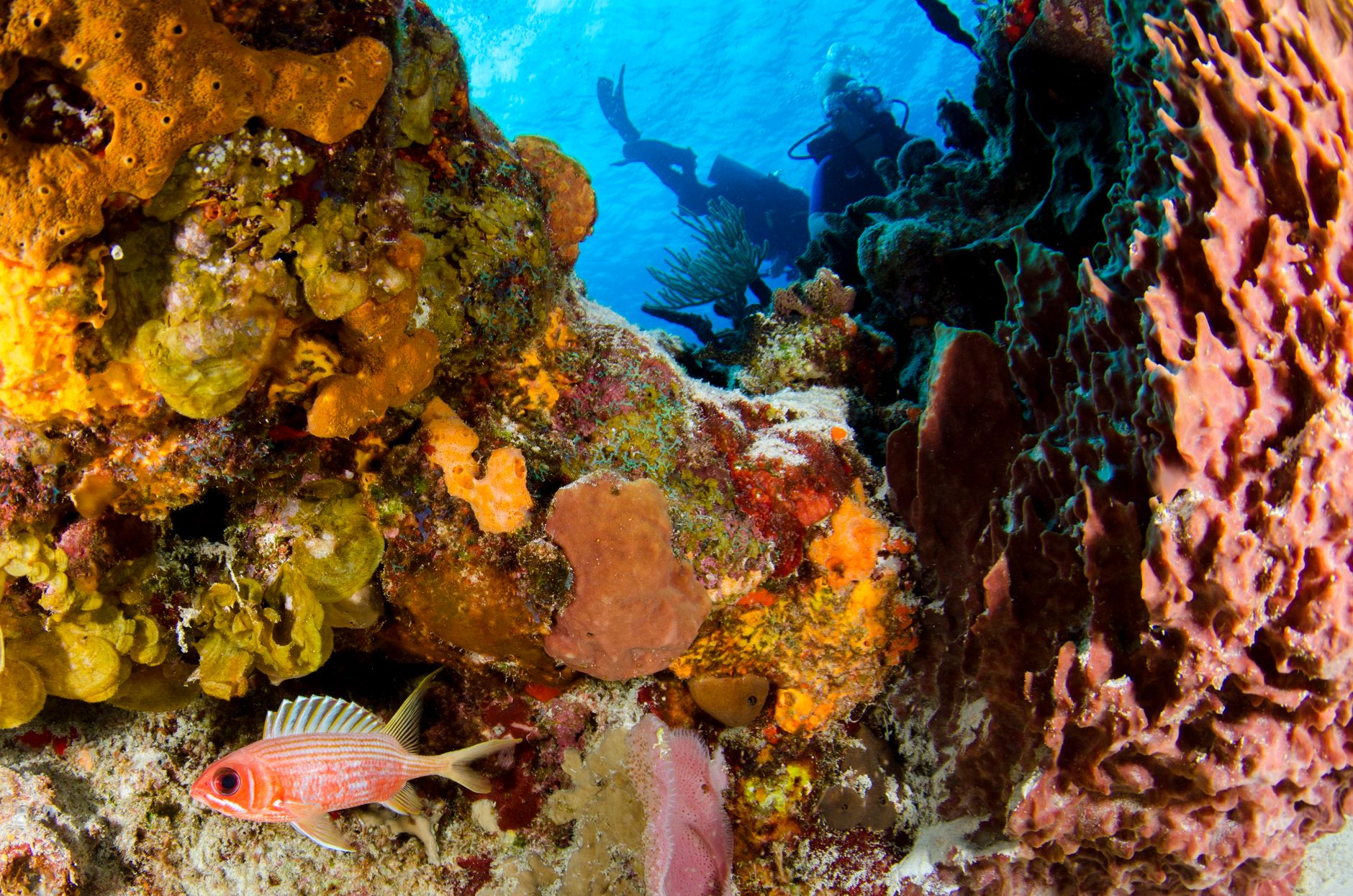 Scuba diver over a Koh Tao reef
